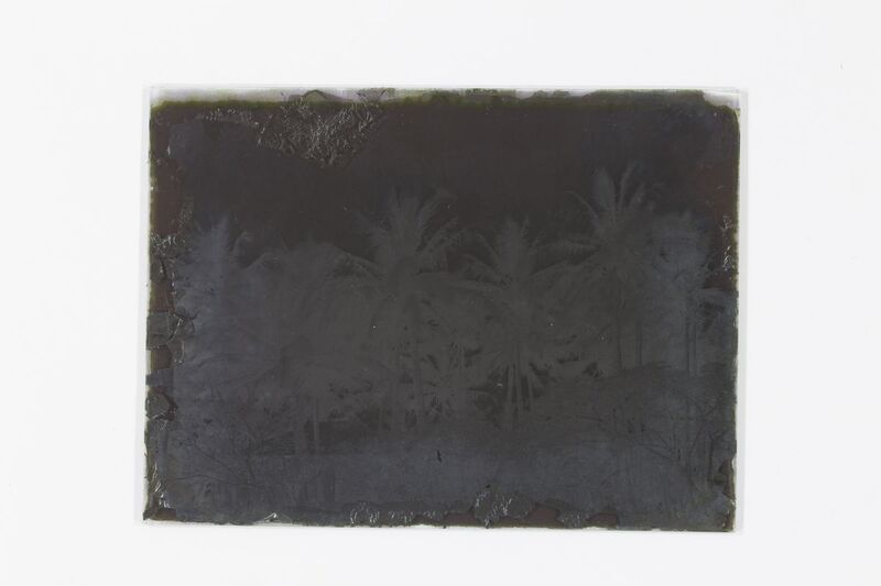 Paisaje tropical que muestra un conjunto de palmeras de coco contra un cielo brumoso o nublado. En la parte inferior se observa vegetación densa y lo que parece ser el perfil de una construcción vernácula. La toma destaca por su valor documental sobre la flora costera, a pesar de la pérdida significativa de imagen en los márgenes.