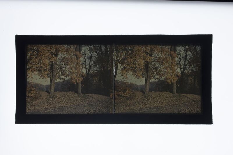 Una placa estereoscópica en autocromo que captura un paisaje boscoso durante el otoño. La imagen presenta dos encuadres casi idénticos diseñados para ser vistos a través de un estereoscopio, logrando un efecto de profundidad tridimensional. Destaca el follaje dorado de los árboles y un suelo densamente cubierto por hojas secas, característico de la estética pictórica de los primeros procesos de color.