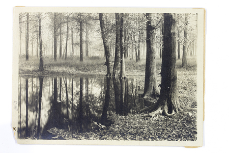 Paisaje boscoso que captura un estanque de aguas tranquilas donde se reflejan los troncos y el follaje de arboles maduros. La escena muestra una composicion pictorialista caracteristica de los estudios de naturaleza del primer tercio del siglo XX en Mexico, posiblemente en locaciones como el Bosque de Chapultepec o zonas lacustres del Valle de Mexico.