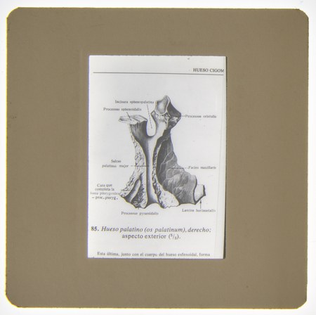 Ilustracion anatomica del esternon humano en vista anterior, con rotulacion tecnica que identifica el manubrio, el cuerpo y el proceso xifoides. La imagen servia como material didactico para la enseñanza de la osteologia, probablemente en un contexto universitario mexicano, permitiendo la proyeccion a gran escala de detalles oseos y sus inserciones costales.