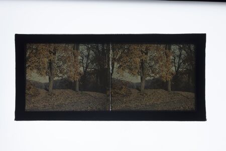 Una placa estereoscópica en autocromo que captura un paisaje boscoso durante el otoño. La imagen presenta dos encuadres casi idénticos diseñados para ser vistos a través de un estereoscopio, logrando un efecto de profundidad tridimensional. Destaca el follaje dorado de los árboles y un suelo densamente cubierto por hojas secas, característico de la estética pictórica de los primeros procesos de color.